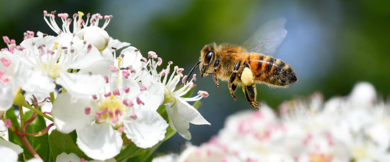 Hawthorn Flowers Attracting a Honey Bee in Spring - Image by Christel SAGNIEZ from Pixabay