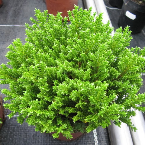 Hebe 'Green Globe' - photo by Leonora (Ellie) Enking (CC BY-SA 2.0)