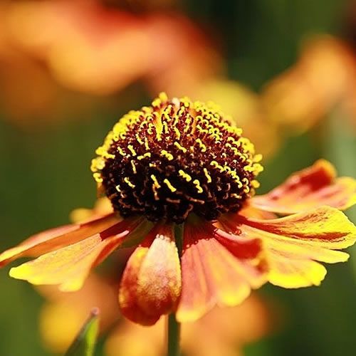 Helenium 'Mardi Gras' - Photo by David J. Stang (CC BY-SA 4.0)