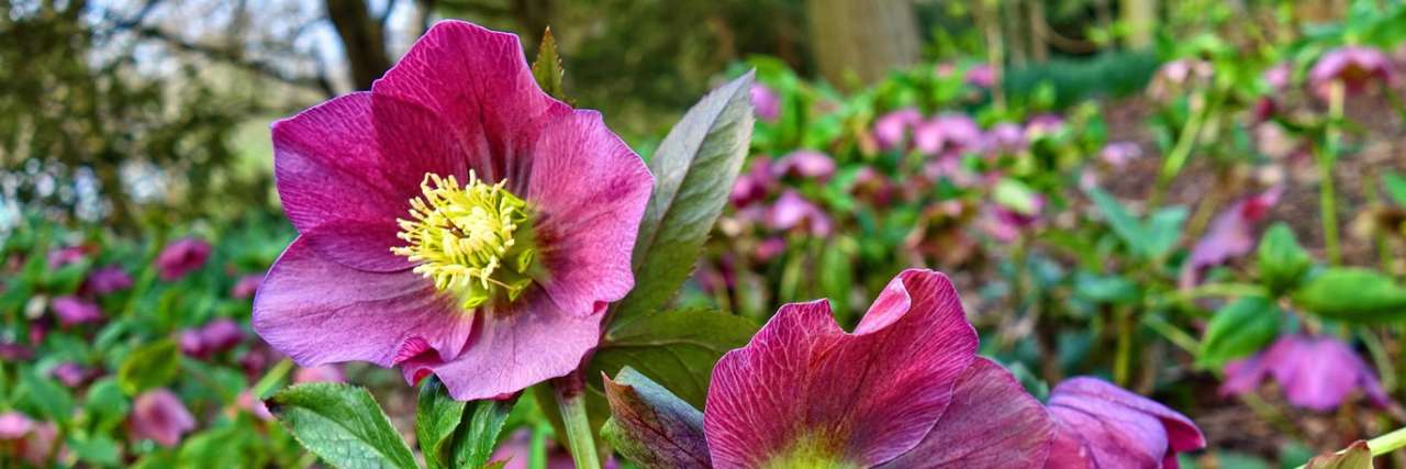 Purple hellebore in forest setting - Image by Mabel Amber from Pixabay