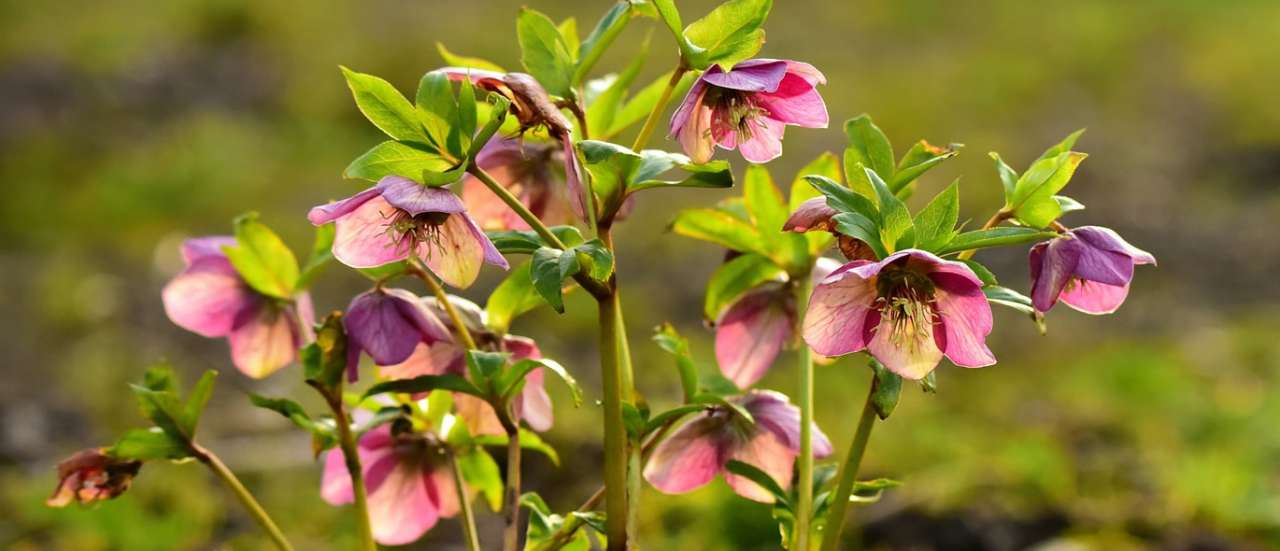 Hellebore image by Mabel Amber of Pixabay