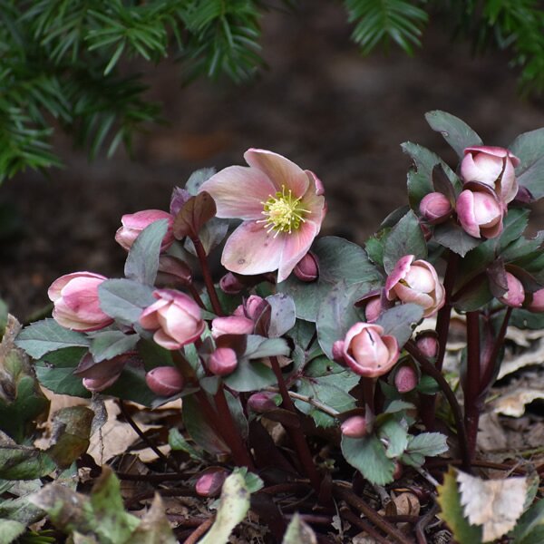 Helleborus 'Ice Breaker Rosy'® - Image by IzKant00 from Pixabay