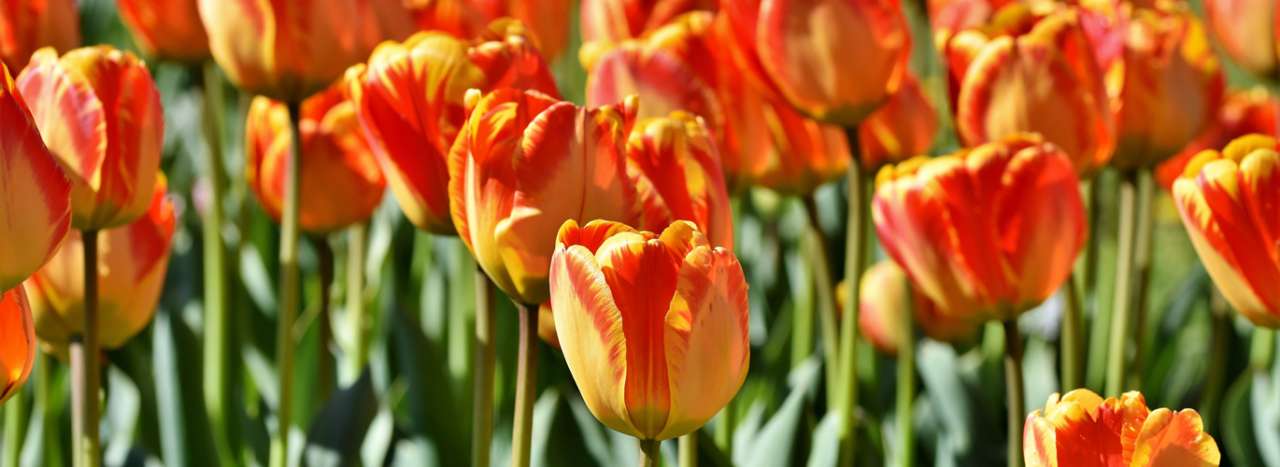 Tulips in Spring - Image by Ralph from Pixabay