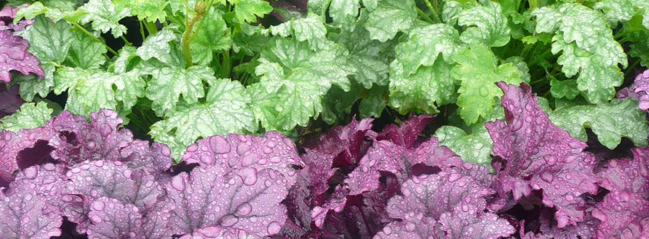 A mixture of heuchera varieties can add a patchwork of colour in the garden, or when added to container displays over winter - Photo taken at Ardcarne Garden Centre, Boyle - October 2025