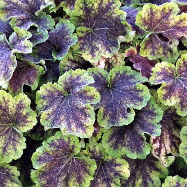Heuchera Solar Eclipse - Extract of public image here under fair use