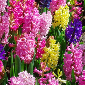 Mixed Hyacinths - Image by rexton from Pixabay