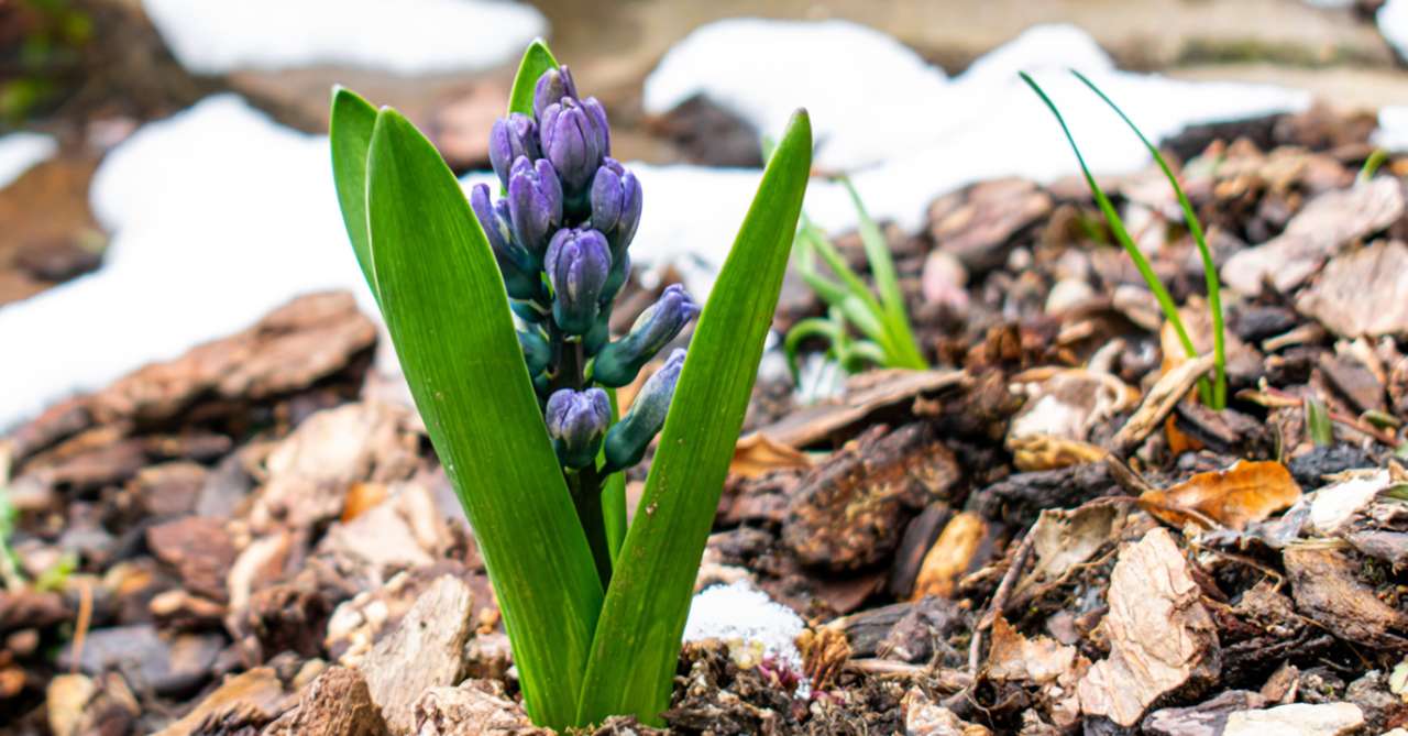 Bark chip mulch aroun da hyacinth - Image by Cornell Frühauf from Pixabay