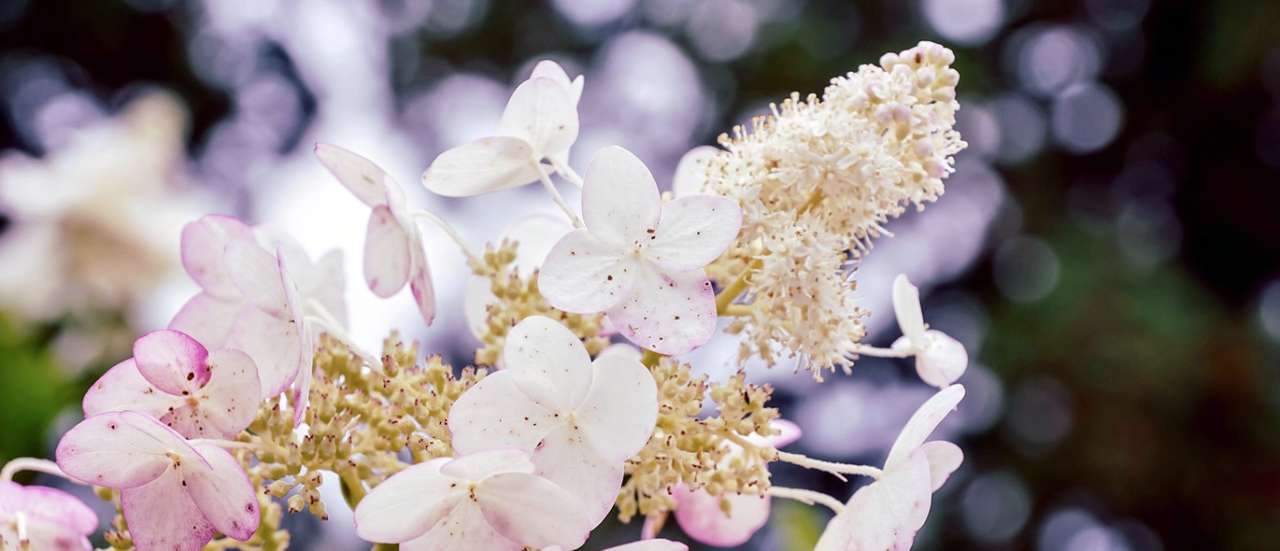 Hydrangea 'Confetti' - 	Image courtesy of Pixabay