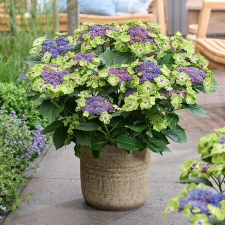 Hydrangea mac. 'Magical Lacecap Edgy Green Blue' - Image courtesy of HOKO breeding