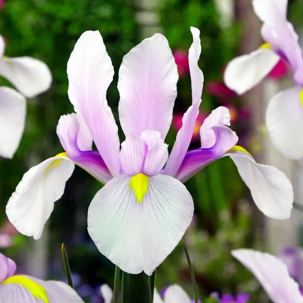 Dutch Iris (iris x hollandica) 'Carmen' - Extract of public image here under fair use