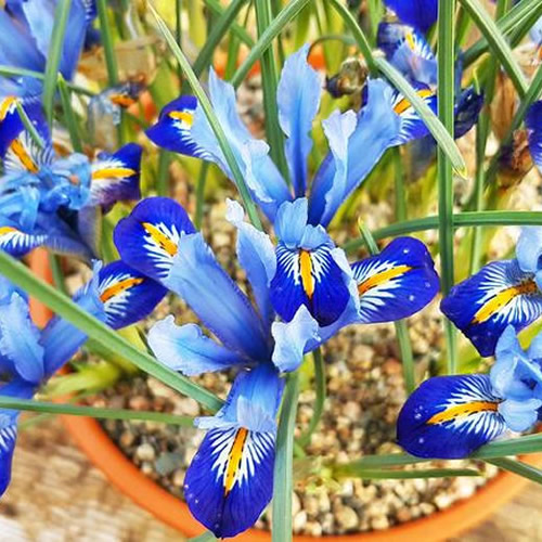 Iris reticulata 'Harmony' - Photo by Lark Ascending (CC0 1.0)