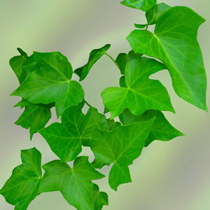 Ivy - Image by Marisa04 from Pixabay