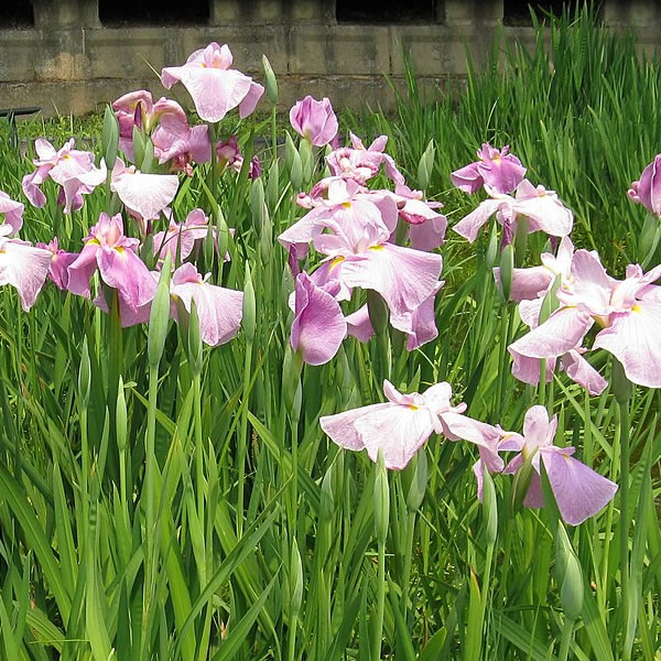 Japanese Iris (iris laevigata) 'Rose Queen' - Photo by KENPEI (CC BY-SA 3.0)