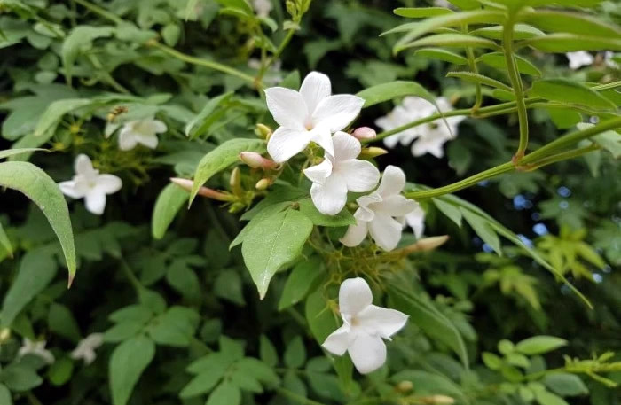 Jasminum Officinale - Photo by Sylviane Proux (CC BY-SA 4.0)
