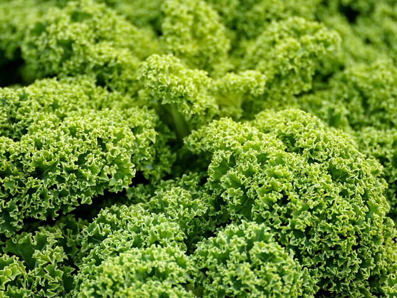 Kale