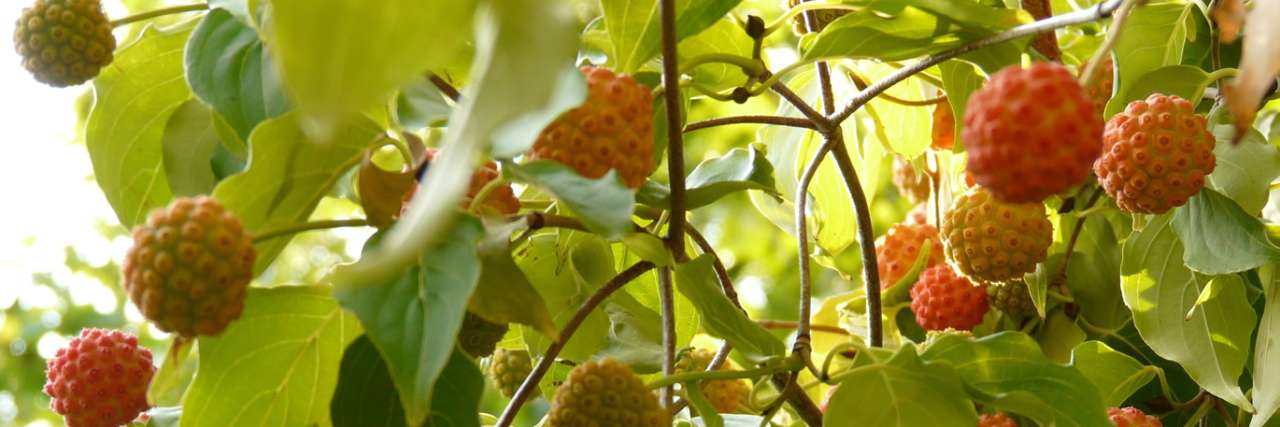 Cornus Kousa berries beginning to ripen in late summer - Image by Hans from Pixabay
