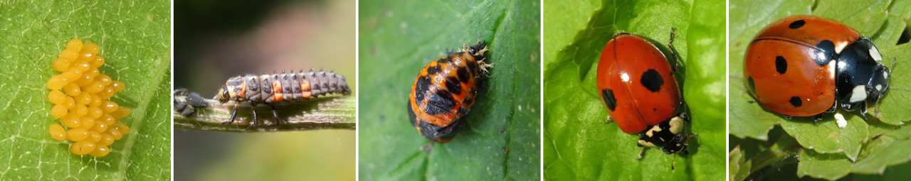 Ladybirds - eggs, larvae, pupa and adults