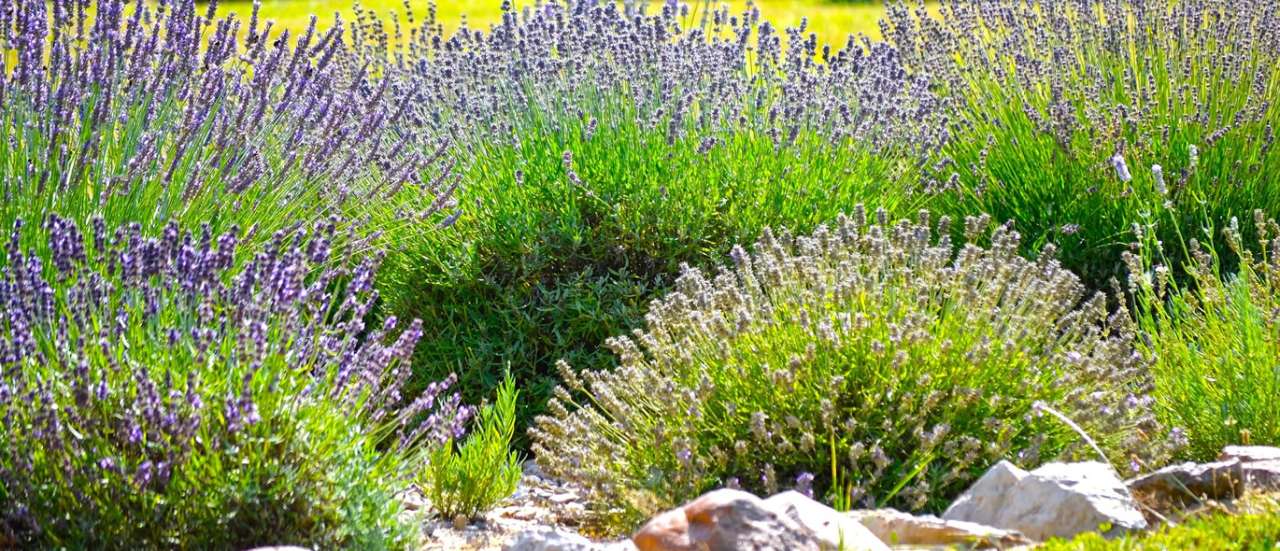 Beds of various lavender - Image by Mirosław i Joanna Bucholc from Pixabay