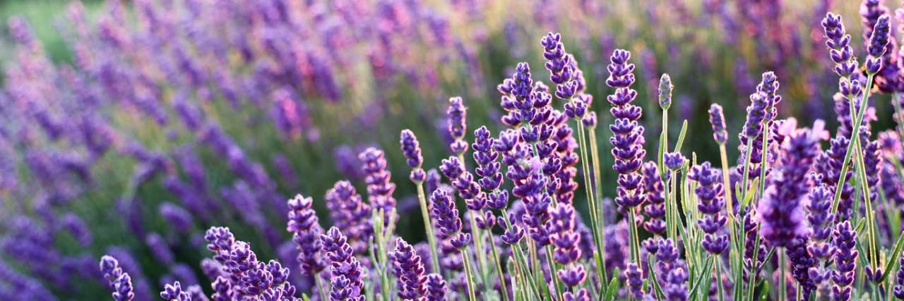 Lavandula angustifolia - Image by 🍀💜Anna💜🍀 from Pixabay