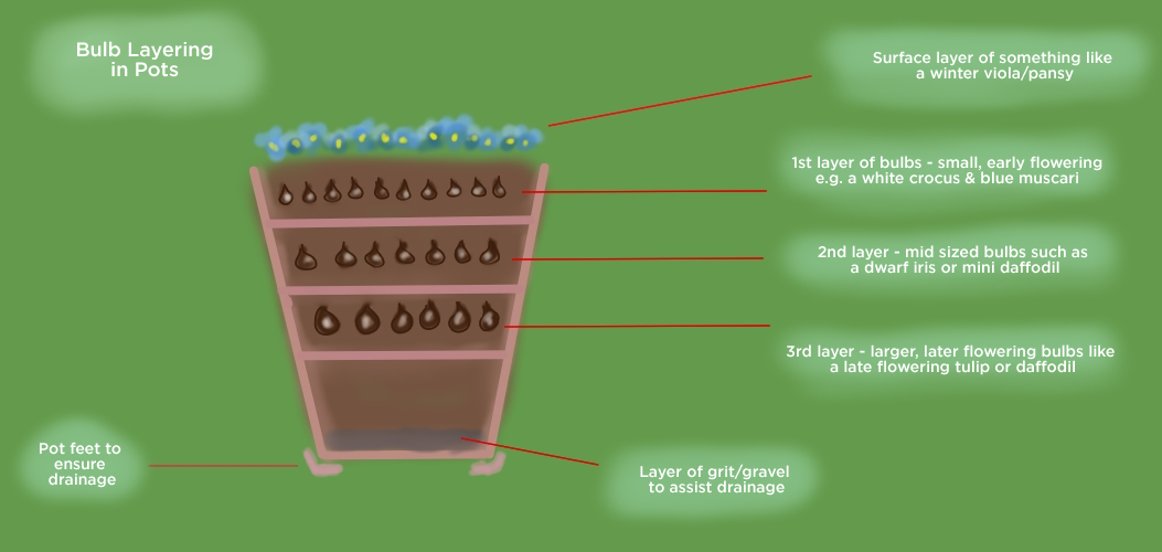 Illustration of layering bulbs in containers - Image by Richard (AGC) 21/08/2026
