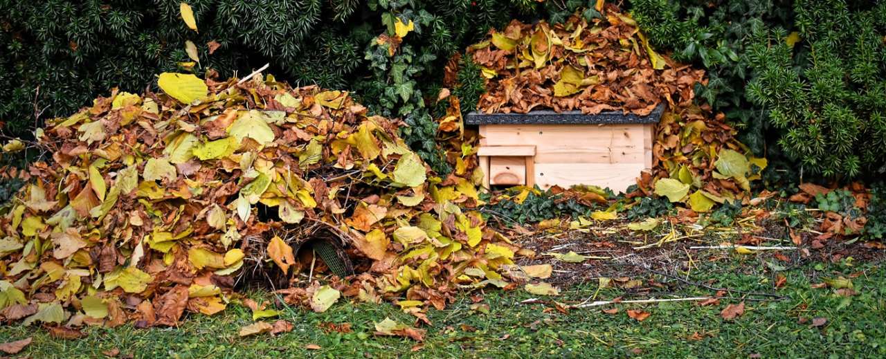 Leaves and a hedgehog house - Image by Alexa from Pixabay