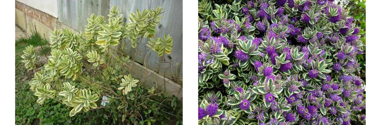 Leggy Hebe andersonii 'Variegata' vs a healthy speceimen - latter picture by Steve Kerr (CC BY-SA 4.0) 