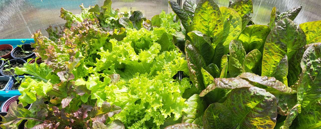 Several varieties of lettuce grown close together for leaf picking - Richard (AGC) - Photo taken 01/05/2026