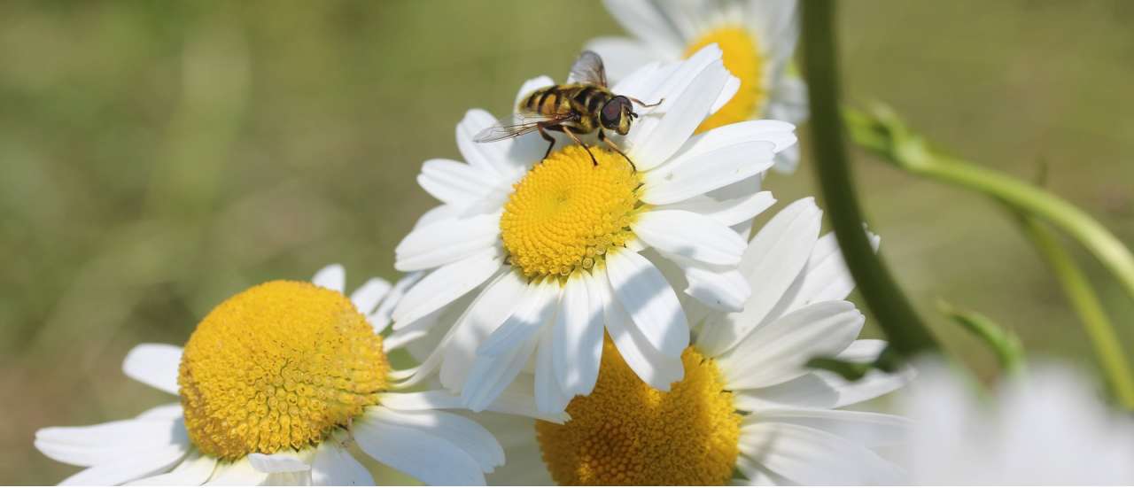 Leucanthemum - Image courtesy of Pixabay