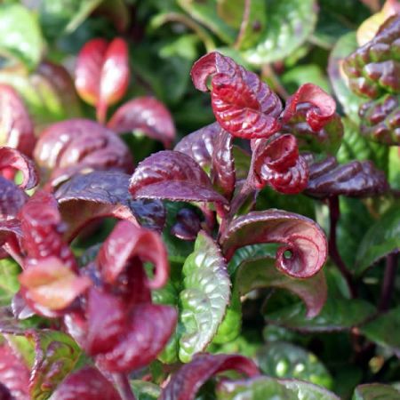 Leucothoe