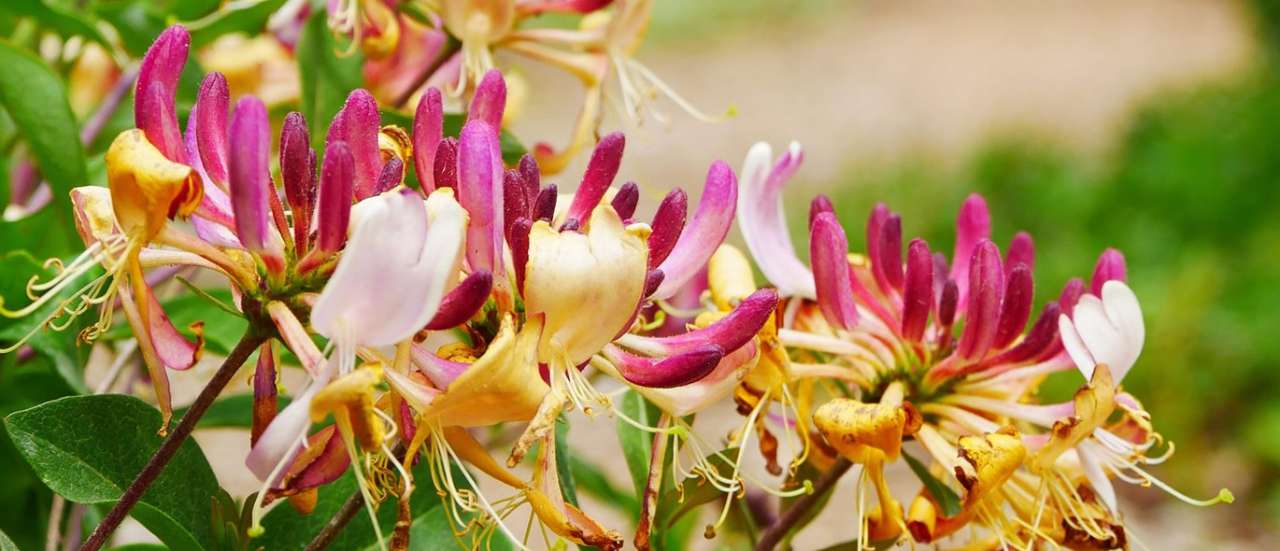 Lonicera (Honeysuckle) - Image by MaNaDi from Pixabay