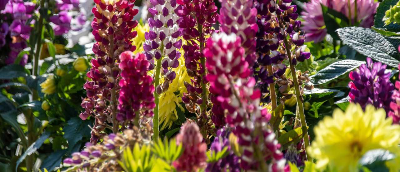 Lupins - Image by wal_172619 from Pixabay