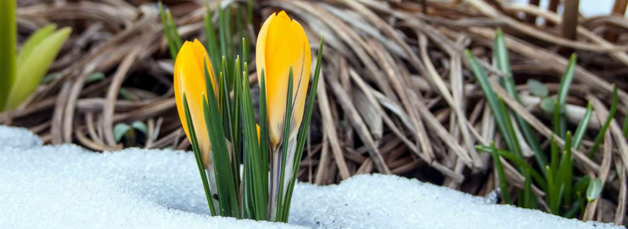 Early flowering crocus - Image by Steffen Wachsmuth from Pixabay