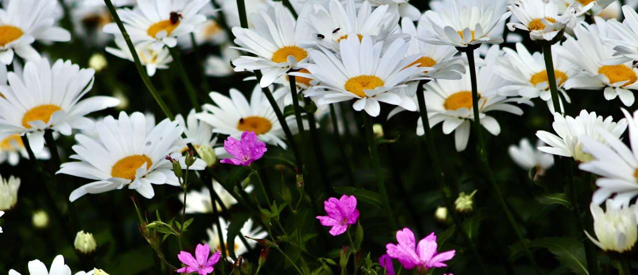 Shasta Daisies - Image by Annette Meyer from Pixabay