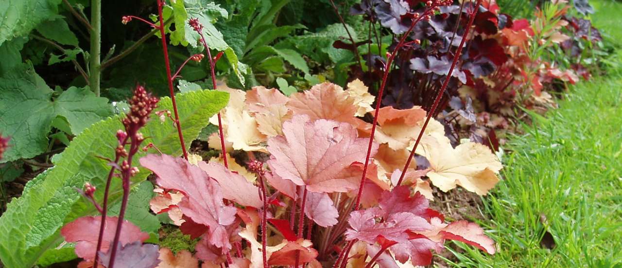 Heuchera as a border plant - Amanda Slater (CC BY-SA 2.0)