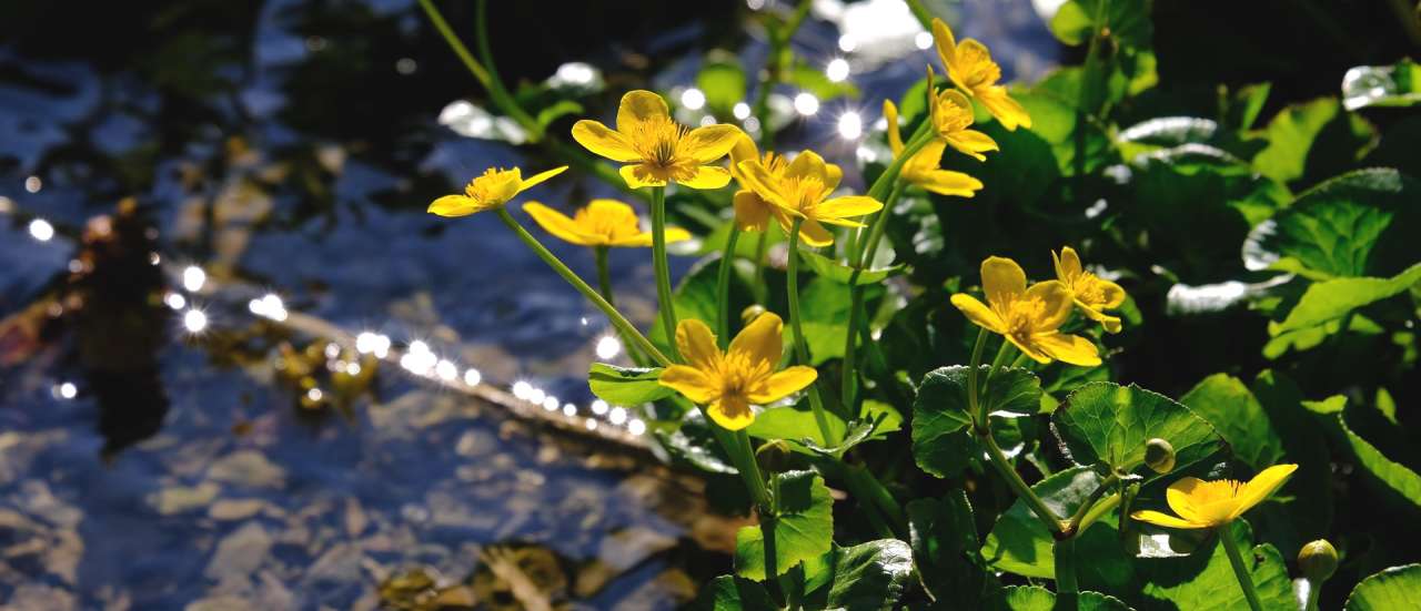 Marsh Marigold - Image by Hans from Pixabay