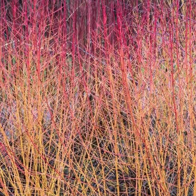 Cornus 'Midwinter Fire' - Public image here under fair use