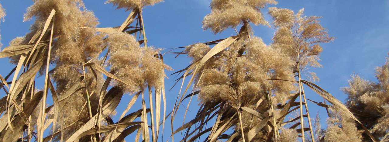 Miscanthus - Image by LWS from Pixabay