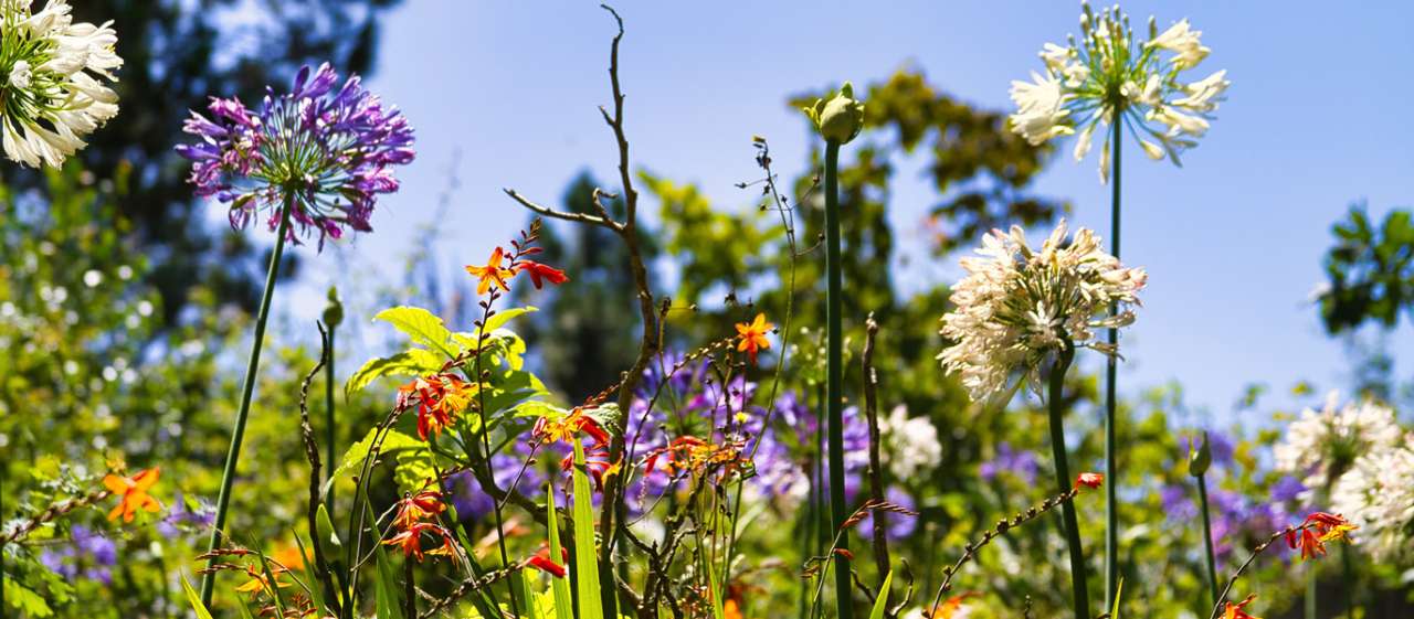 Agapanthus in a mixed herbaceous border with crocosmia - Image by Murilo Osorio from Pixabay