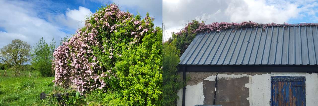 Clematis montana growing over an outhouse in Boyle - Photo by Richard (AGC) 11th May 2026