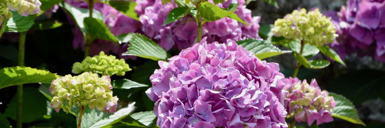 Macrophylla or Mophead Hydrangea - Image by JackieLou DL from Pixabay