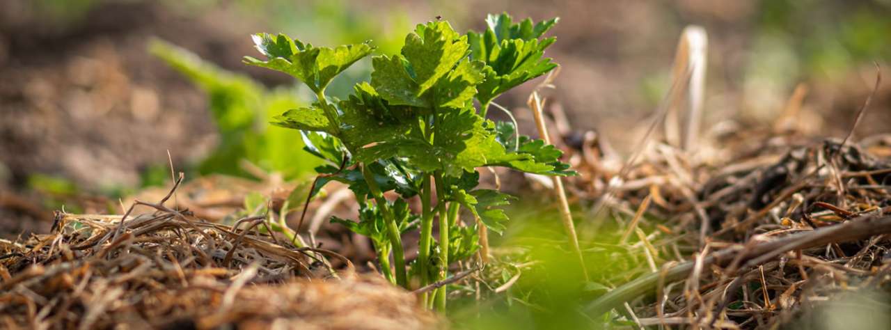 A straw mulch placed around celery - Image by Andreas Göllner from Pixabay