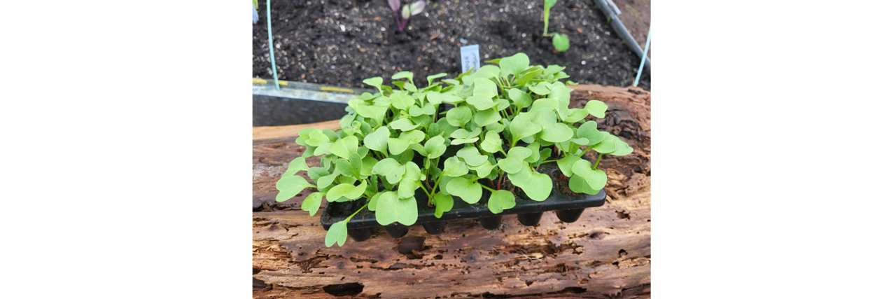 Modular tray of multi-sown radish - Photo taken 07 April 2026
