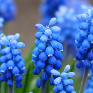 Muscari - Image by Hans from Pixabay