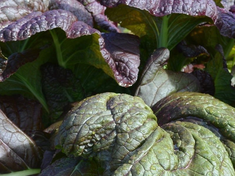 Oriental Greens (Mustards etc.)