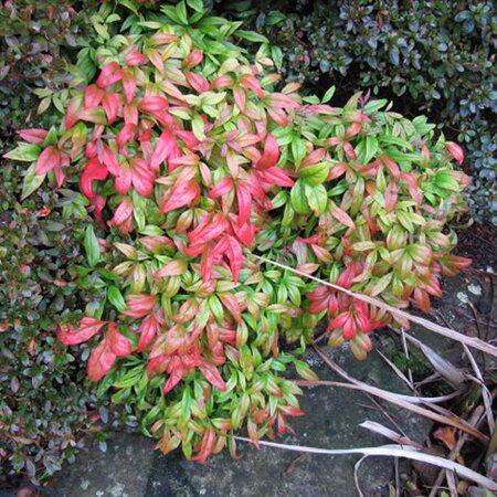 Nandina