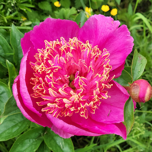 Paeonia Nippon Beauty - Photo taken by Richard (AGC) 21/06/2026