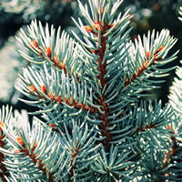 Noble Fir - Image by Manfred Richter from Pixabay