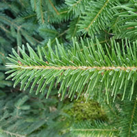 Nordmann Fir - Image by Hans from Pixabay