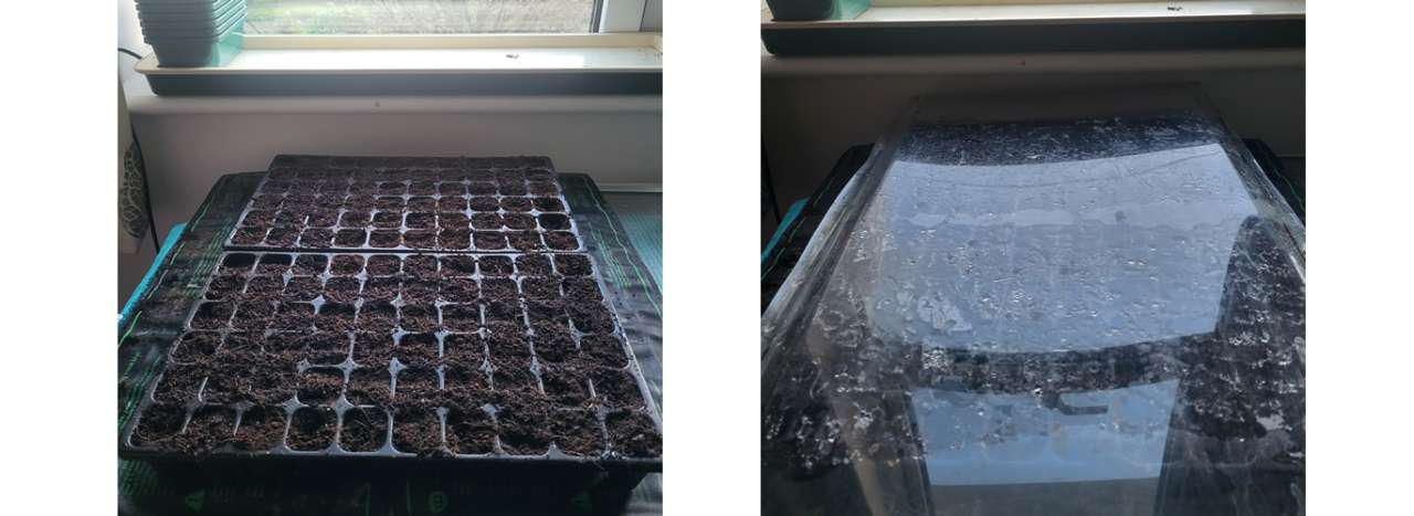 Onion seeds planted in 6 x 10 modular trays and then covered with a plastic sheet on a heat mat - Photo by Richard (AGC)