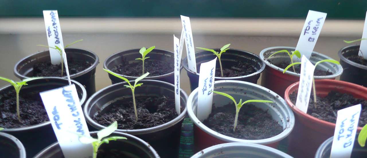 Tomato seedlings potted on 20th Feb 2024